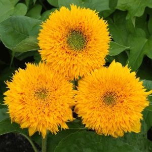 Teddy bear ayçiçeği tohumu bodur kesme çiçek helianthus annuus