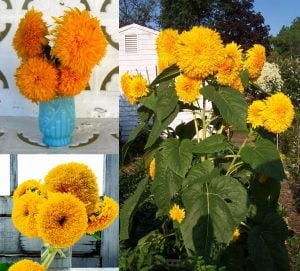 Teddy bear ayçiçeği tohumu bodur kesme çiçek helianthus annuus