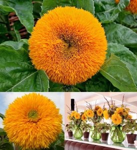 Teddy bear ayçiçeği tohumu bodur kesme çiçek helianthus annuus