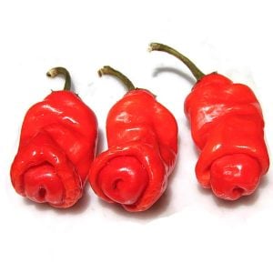 Peter biber tohumu chilly willy pepper acı geleneksel