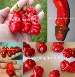 Peter biber tohumu chilly willy pepper acı geleneksel