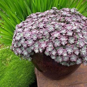 Sedum | Zengarden - Türkiye'nin tercih ettiği bahçecilik sitesi