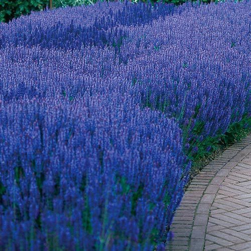 Salvia superba blue queen fidesi süs adaçayı
