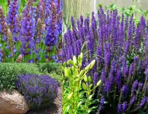 Salvia superba blue queen fidesi süs adaçayı