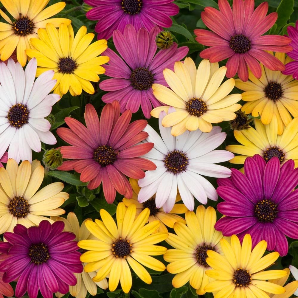 3 adet Bodrum papatyası fidesi 3 renk kompakt fide seti osteospermum