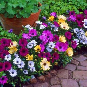 3 adet Bodrum papatyası fidesi 3 renk kompakt fide seti osteospermum