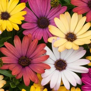 3 adet Bodrum papatyası fidesi 3 renk kompakt fide seti osteospermum