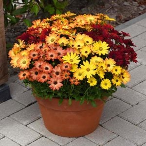 3 adet Bodrum papatyası fidesi 3 renk kompakt fide seti osteospermum