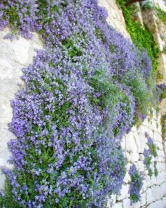 Campanula fenestrellata fidesi Adriyatik çan çiçeği