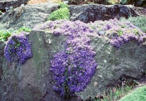Campanula fenestrellata fidesi Adriyatik çan çiçeği