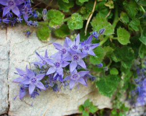 Campanula fenestrellata fidesi Adriyatik çan çiçeği