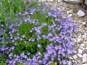 Campanula fenestrellata fidesi Adriyatik çan çiçeği