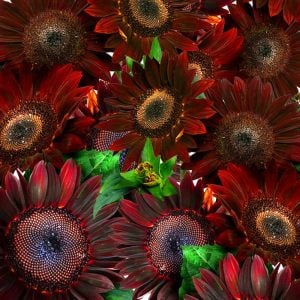 Çikolata ayçiçek tohumu chocolate cherry sunflower