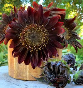 Çikolata ayçiçek tohumu chocolate cherry sunflower