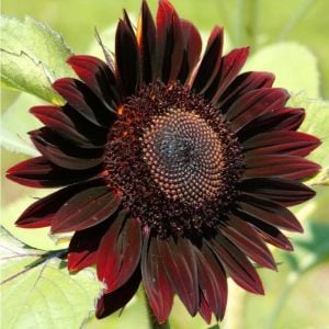 Çikolata ayçiçek tohumu chocolate cherry sunflower