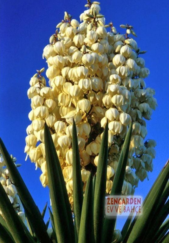 Yuka soğanı avize çiçeği yucca filamentosa
