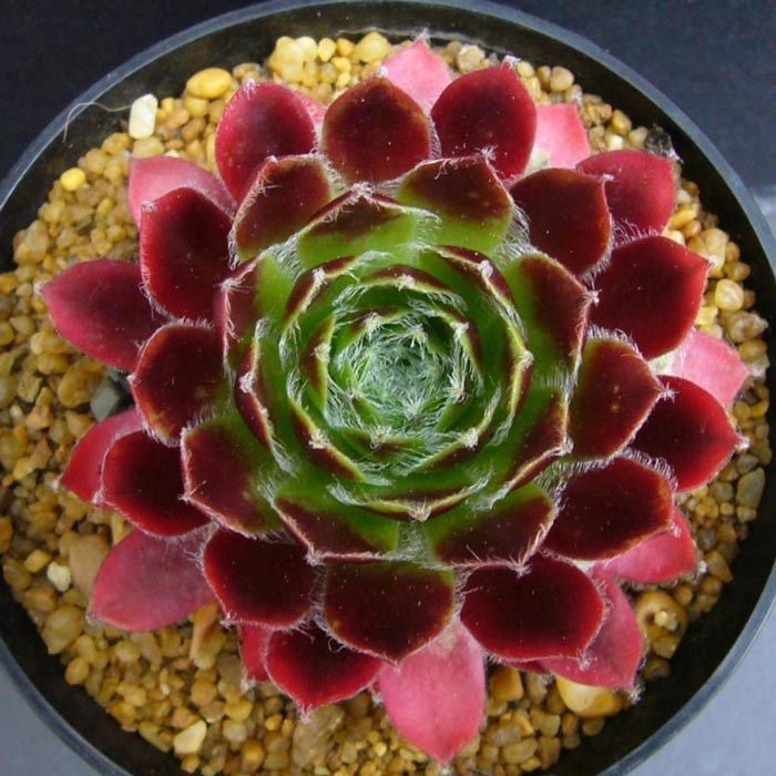 Sempervivum arachnoideum Rubin