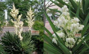 Yuka soğanı avize çiçeği yucca filamentosa