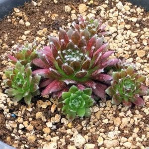 Sempervivum arachnoideum Rubin