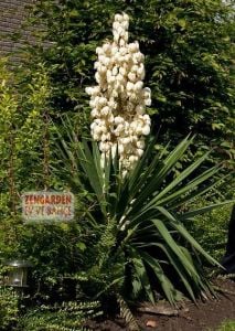 Yuka soğanı avize çiçeği yucca filamentosa