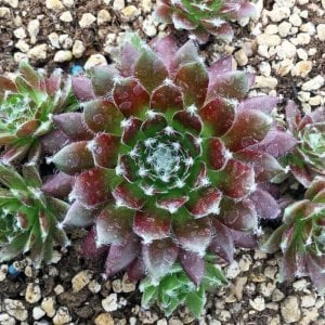 Sempervivum arachnoideum Rubin