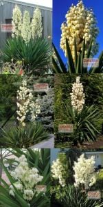 Yuka soğanı avize çiçeği yucca filamentosa