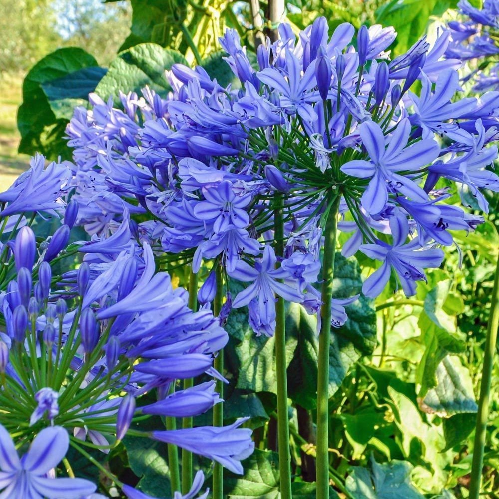 Blue Triumphator mavi agapanthus soğanı saksıda afrika zambağı