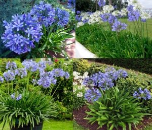 Blue Triumphator mavi agapanthus soğanı saksıda afrika zambağı
