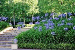 Blue Triumphator mavi agapanthus soğanı saksıda afrika zambağı