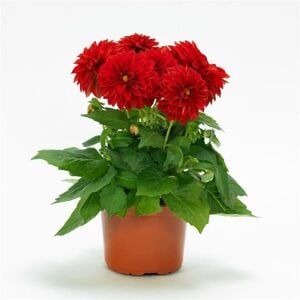 Skarlet kırmızı yıldız çiçeği fidesi dalya dahlia lubega power scarlet