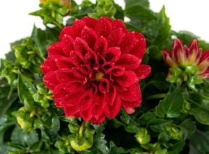 Skarlet kırmızı yıldız çiçeği fidesi dalya dahlia lubega power scarlet