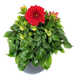 Skarlet kırmızı yıldız çiçeği fidesi dalya dahlia lubega power scarlet