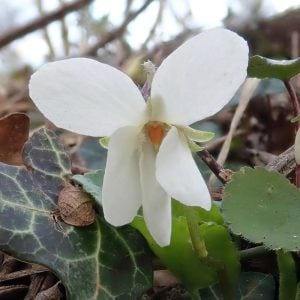Kokulu bahçe menekşesi fidesi viola odorata Princess Diana