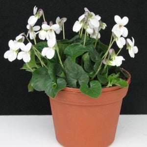 Kokulu bahçe menekşesi fidesi viola odorata Princess Diana