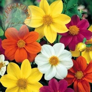 Dahlia mignon tohumu bodur yıldız çiçeği tohumu dahlia variabilis