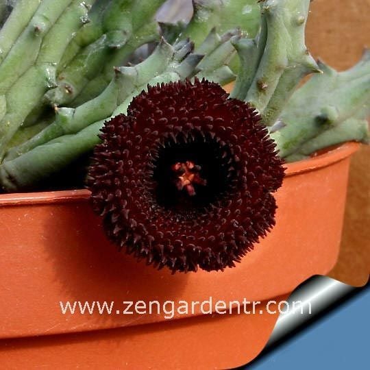 Huernia transmutata