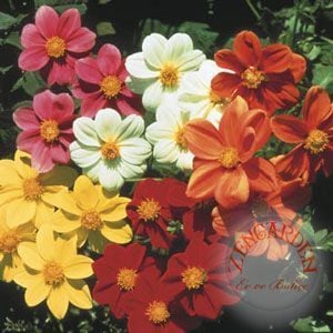 Dahlia mignon tohumu bodur yıldız çiçeği tohumu dahlia variabilis