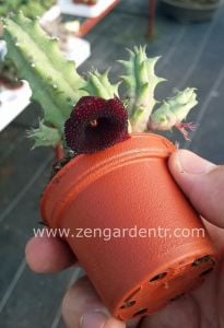 Huernia transmutata