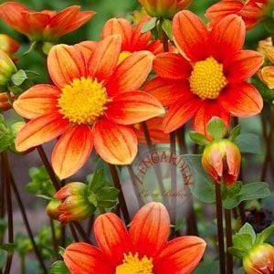 Dahlia mignon tohumu bodur yıldız çiçeği tohumu dahlia variabilis