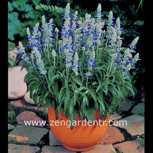 Mavi beyaz salvia fidesi süs adaçayı farinacea strata