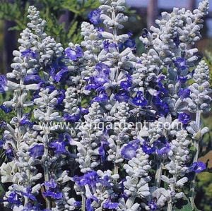 Mavi beyaz salvia fidesi süs adaçayı farinacea strata