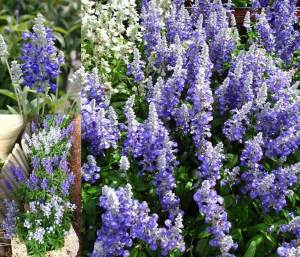 Mavi beyaz salvia fidesi süs adaçayı farinacea strata