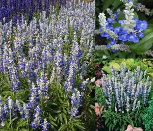 Mavi beyaz salvia fidesi süs adaçayı farinacea strata