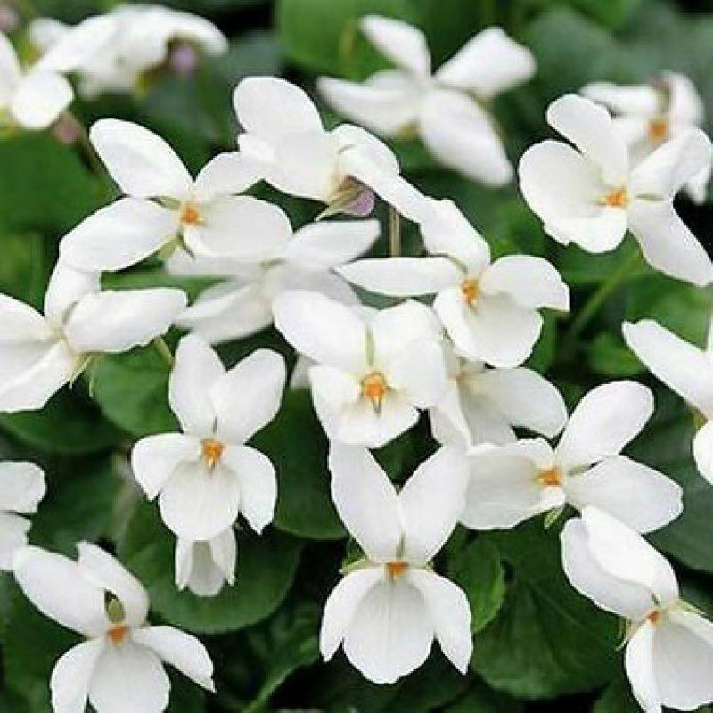 Kokulu bahçe menekşesi fidesi viola odorata Princess Diana