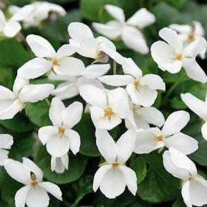 Kokulu bahçe menekşesi fidesi viola odorata Princess Diana