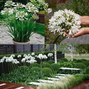 Polar ice beyaz agapanthus soğanı africanus