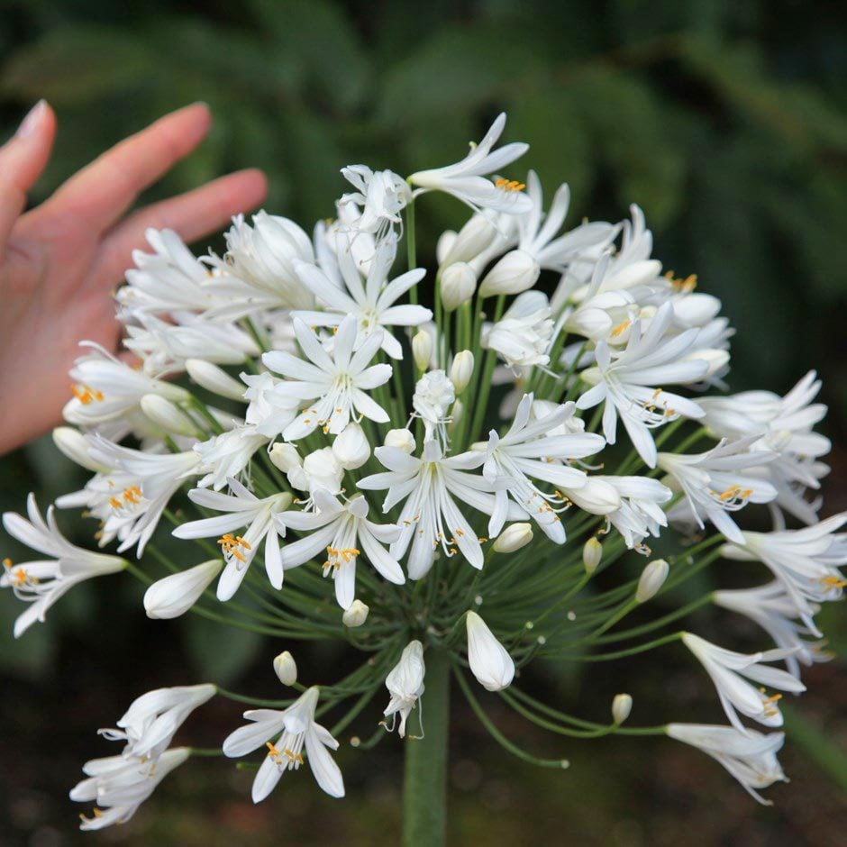 Polar ice beyaz agapanthus soğanı africanus