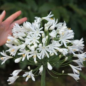 Polar ice beyaz agapanthus soğanı africanus