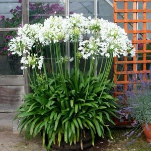Polar ice beyaz agapanthus soğanı africanus