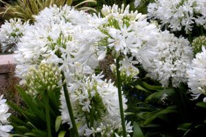 Polar ice beyaz agapanthus soğanı africanus